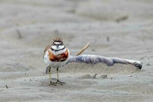 dubbelbandig dotterel i ny zealand foto