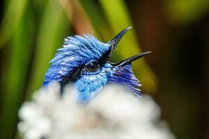 utmärkt fairywren i Australien foto