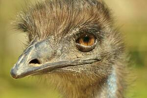 emu endemisk fågel av Australien foto