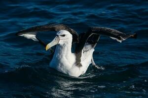 vitklädd mollymawk albatross foto