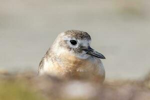 ny zealand dotterel foto