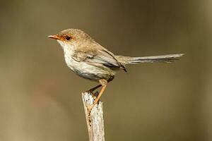 utmärkt fairywren i Australien foto