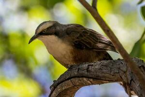 gråkrönt babbler i Australien foto