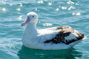 gibsons vandrande albatross i australasien foto