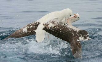 gibsons vandrande albatross i australasien foto