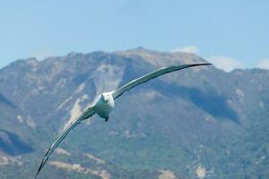 gibsons vandrande albatross i australasien foto