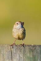 tvärstrimmig fieldwren i Australien foto