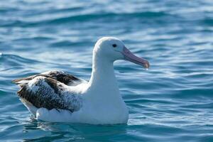 nordlig kunglig albatross foto