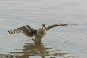 stångsvansad godwit i australasien foto