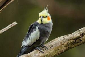 cockatiel i Australien foto