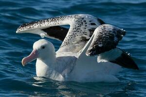 gibsons vandrande albatross i ny zealand foto