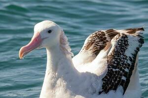 gibsons vandrande albatross i australasien foto