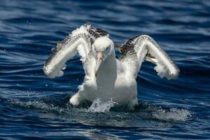 sydlig kunglig albatross i australasien foto