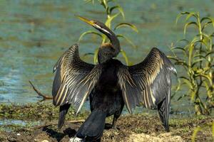 anhinga - Australien ormhalsfågel foto