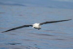 sydlig kunglig albatross i australasien foto