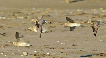 stångsvansad godwit i australasien foto