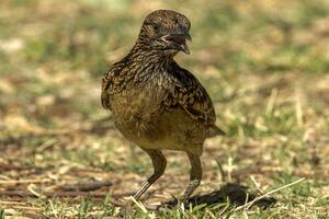 Västra Bowerbird i Australien foto