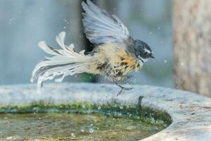 piwakawaka ny zealand fantail foto