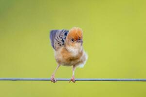 guldhårig cisticola i Australien foto