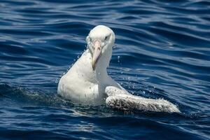 sydlig kunglig albatross i australasien foto