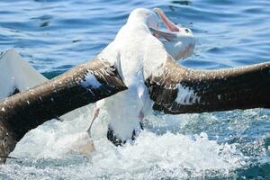 gibsons vandrande albatross i ny zealand foto