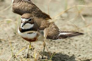 dubbelbandig dotterel i ny zealand foto