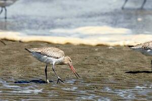 stångsvansad godwit i australasien foto