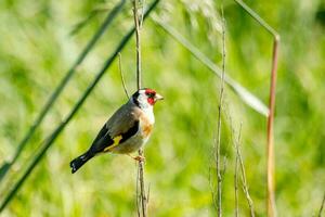 europeisk steglits fågel foto