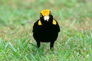 regent Bowerbird i Australien foto