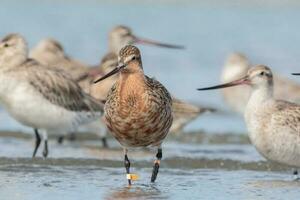 stångsvansad godwit i australasien foto