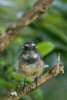 piwakawaka ny zealand fantail foto