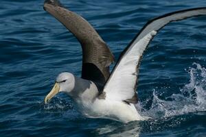 salvins mollymawk albatross foto