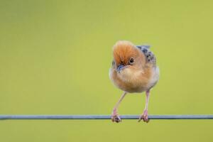 guldhårig cisticola i Australien foto