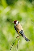 europeisk steglits fågel foto