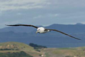 vitklädd mollymawk albatross foto