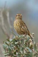 tvärstrimmig fieldwren i Australien foto