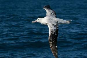 gibsons vandrande albatross i australasien foto