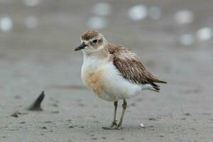 ny zealand dotterel foto