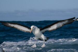 svartbrynad albatross i australasien foto