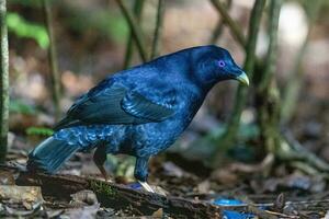 satin Bowerbird i Australien foto