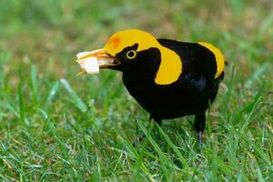 regent Bowerbird i Australien foto