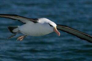 svartbrynad albatross i australasien foto