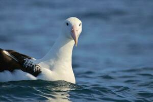 sydlig kunglig albatross i australasien foto