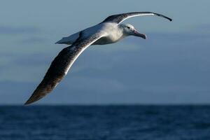 sydlig kunglig albatross i australasien foto