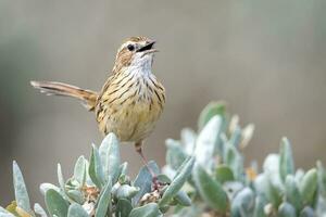 tvärstrimmig fieldwren i Australien foto