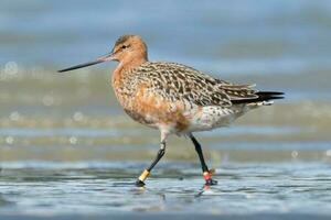 stångsvansad godwit i australasien foto