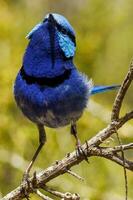 utmärkt fairywren i Australien foto