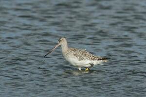 stångsvansad godwit i australasien foto