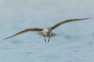 stångsvansad godwit i australasien foto