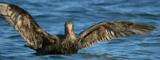 nordlig jätte petrel foto